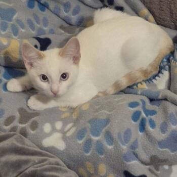 Willie -  Domestic Short Hair and Extra Toes Cat Hemingway Polydactyl Cat for Adoption in Tucson, Arizona - Willie | PetCurious