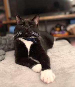 Zoie -  Domestic Short Hair Cat Available for Adoption - Zoie | PetCurious