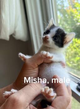 Misha -  Domestic Short Hair Cat for Adoption in Shrewsbury, Massachusetts - Misha | PetCurious