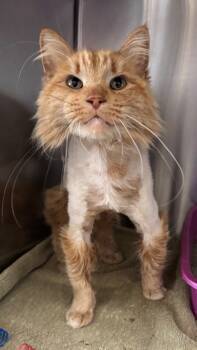 Rescue Domestic Long Hair and Domestic Short Hair Cats for Adoption in Willmar, Minnesota - Jupiter | PetCurious
