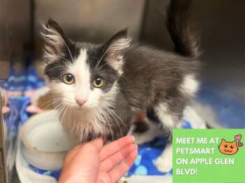 BETTY -  Domestic Medium Hair Cat for Adoption in Fort Wayne, Indiana - BETTY | PetCurious