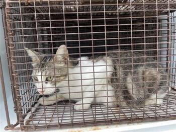A657772 -  Domestic Short Hair Cat for Adoption in Houston, Texas - A657772 | PetCurious