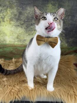Tabby Cats Available for Adoption in Pasadena, Texas - Astro  | PetCurious