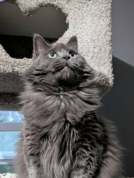 Rescue Domestic Long Hair Cats for Adoption in Calgary, Alberta - Smokey | PetCurious