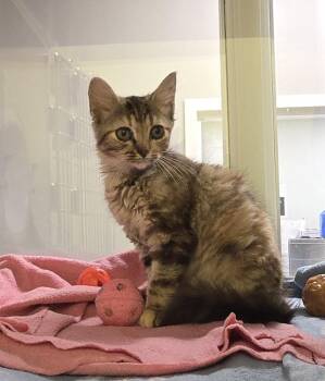 Cookie -  Domestic Short Hair Cat for Adoption in Dickson, Tennessee - Cookie | PetCurious