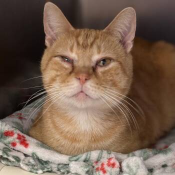 Domestic Short Hair and Tiger Cats Available for Adoption - Pikachu | PetCurious