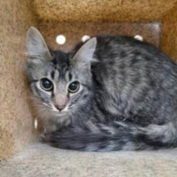 Domestic Short Hair Cats Available for Adoption in Fort Collins, Colorado - Sir Ruby | PetCurious