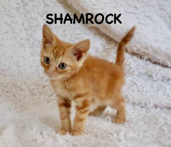 Shamrock -  Tabby Cat for Adoption in St. Augustine, Florida - Shamrock | PetCurious
