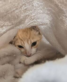 Lelouch -  Domestic Short Hair Cat for Adoption in Naranjito, Naranjito - Lelouch | PetCurious