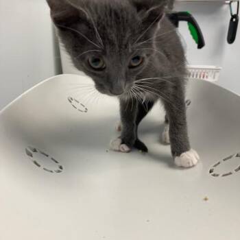 Prince Charming -  Domestic Short Hair Cat for Adoption in Las Vegas, Nevada - Prince Charming | PetCurious