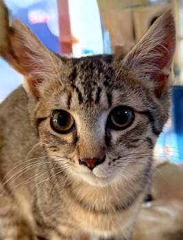 Domestic Short Hair Cats Available for Adoption - Bobby | PetCurious
