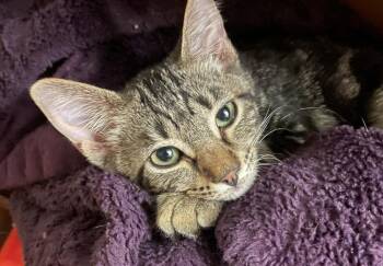 Francis -  Domestic Short Hair Cat for Adoption in Little Rock, Arkansas - Francis | PetCurious