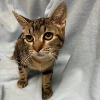 Azure -  Tabby Cat for Adoption in Green Valley, Arizona - Azure | PetCurious