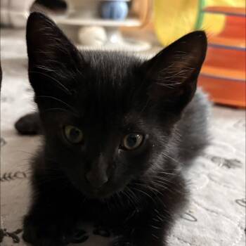 Domestic Short Hair Cats Available for Adoption in Missouri City, Texas - Feta | PetCurious