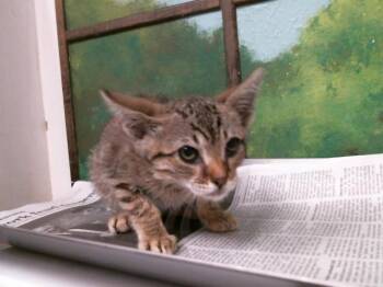 Domestic Short Hair Cats Available for Adoption in Houston, Texas - ROWAN | PetCurious