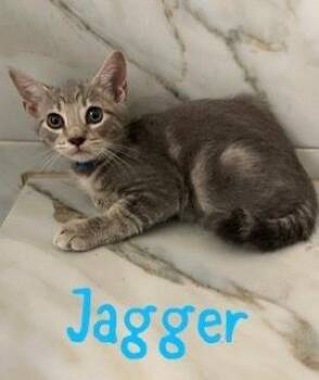 Jagger -  Tabby and Manx Cat for Adoption in Ruskin, Florida - Jagger | PetCurious