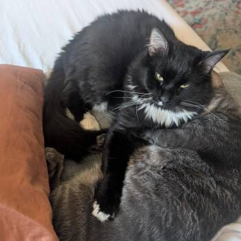 Scooby (AKA Fritz) -  Domestic Long Hair Cat for Adoption in Richmond, Virginia - Scooby (AKA Fritz) | PetCurious