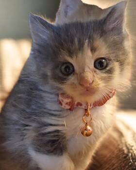 Amelia -  Domestic Long Hair and Maine Coon Cat for Adoption in Pacifica, California - Amelia | PetCurious