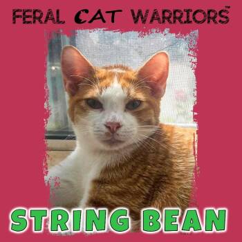 String Bean -  Domestic Short Hair Cat for Adoption in Kingman, Arizona - String Bean | PetCurious