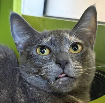Rescue Domestic Short Hair Cats for Adoption in Burlingame, California - Little Gray | PetCurious
