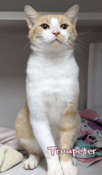 Trumpeter -  Domestic Short Hair Cat for Adoption in Mason, Michigan - Trumpeter | PetCurious