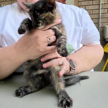 Caramel -  Domestic Short Hair Cat for Adoption in Grantsville, Utah - Caramel | PetCurious