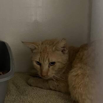 Domestic Short Hair Cats Available for Adoption in Yuma, Arizona - Pacman | PetCurious