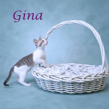 Gina C26-205 -  Domestic Short Hair Cat for Adoption in Lebanon, Tennessee - Gina C26-205 | PetCurious