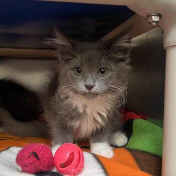 Gala -  Domestic Short Hair Cat for Adoption in Mentor, Ohio - Gala | PetCurious