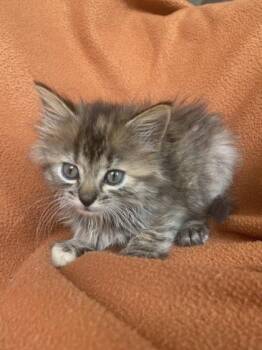 Gain -  Domestic Short Hair Cat for Adoption in Columbus, Indiana - Gain | PetCurious