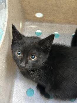 A053371 -  Domestic Short Hair Cat for Adoption in Alameda, California - A053371 | PetCurious