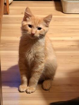 Tumeric (26-211 C) -  Domestic Long Hair Cat for Adoption in Lansing, Michigan - Tumeric (26-211 C) | PetCurious