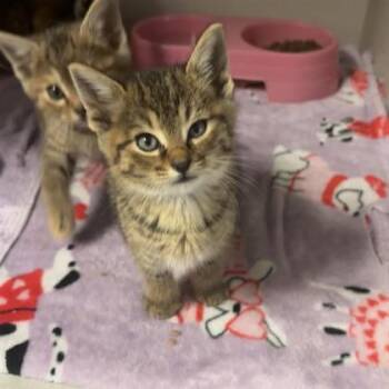Rescue Domestic Short Hair Cats for Adoption in Dallas, Texas - Biscotti | PetCurious