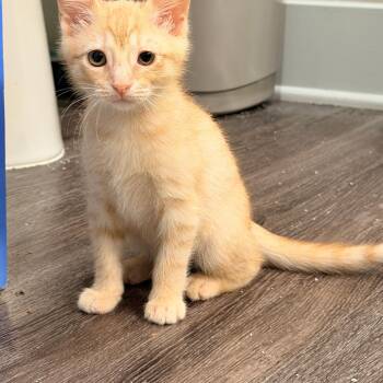 Sriracha -  Tabby Cat for Adoption in San Juan Capistrano, California - Sriracha | PetCurious