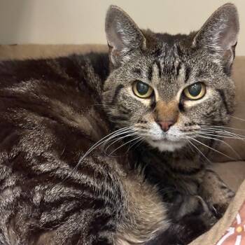 Gracie -  Domestic Short Hair Cat for Adoption in Concord, New Hampshire - Gracie | PetCurious