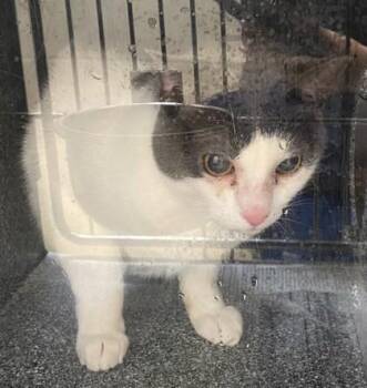 Nixsy -  Domestic Short Hair Cat for Adoption in North Richland Hills, Texas - Nixsy | PetCurious