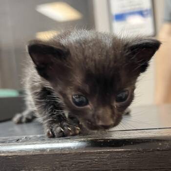 Domestic Short Hair Cats Available for Adoption in Lufkin, Texas - Lucas | PetCurious