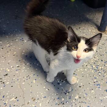 TUSC-Stray-85356 -  Domestic Short Hair Cat for Adoption in Tuscaloosa, Alabama - TUSC-Stray-85356 | PetCurious
