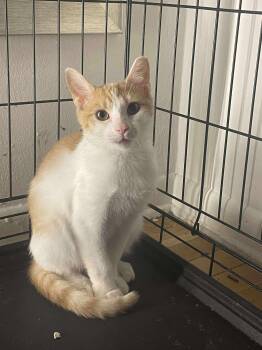 Rescue Domestic Short Hair Cats for Adoption in East Orange, New Jersey - Sunny | PetCurious