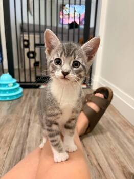 Mojito -  Domestic Short Hair Cat for Adoption in Shakespeare, Ontario - Mojito | PetCurious
