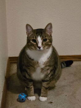 Rescue Domestic Short Hair Cats for Adoption in Battle Ground, Washington - Buster | PetCurious