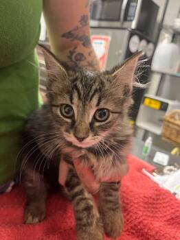 Wave -  Domestic Short Hair Cat for Adoption in Cincinnati, Ohio - Wave | PetCurious