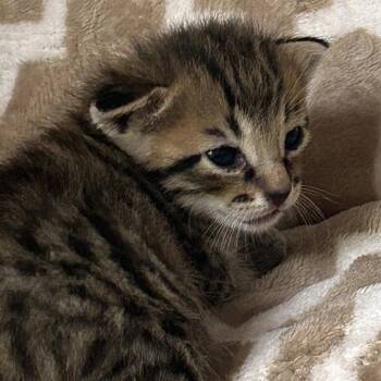 Elio -  Domestic Short Hair Cat for Adoption in Dallas, Texas - Elio | PetCurious