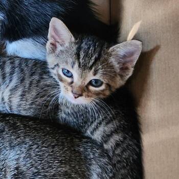 Chicken Wing -  Domestic Short Hair Cat for Adoption in Greensboro, North Carolina - Chicken Wing | PetCurious