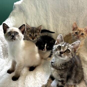 Kevin -  Domestic Short Hair Cat for Adoption in Lexington, Kentucky - Kevin | PetCurious