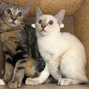 TUSC-Wildlife-85933 -  Domestic Short Hair Cat for Adoption in Tuscaloosa, Alabama - TUSC-Wildlife-85933 | PetCurious