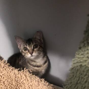 Truffles -  Tabby Cat for Adoption in Richmond, Virginia - Truffles | PetCurious
