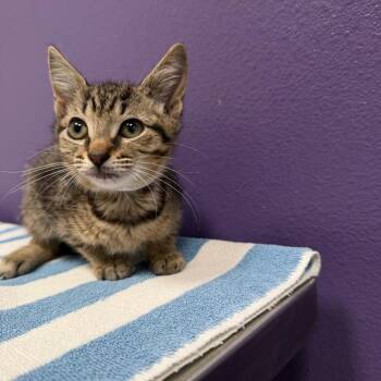 Domestic Short Hair and Domestic Medium Hair Cats Available for Adoption in Englewood, Florida - Tiger | PetCurious
