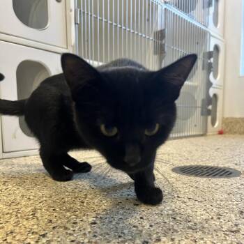 Kohl -  Domestic Short Hair Cat for Adoption in Middletown, New York - Kohl | PetCurious