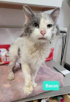 Rescue Domestic Medium Hair Cats for Adoption in Richmond, Indiana - Bacon | PetCurious
